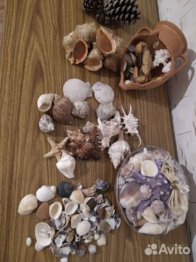 Морские ракушки раковины