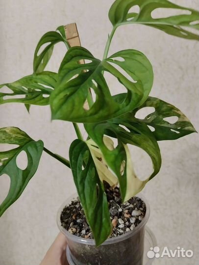 Монстера адансона желтый вар
