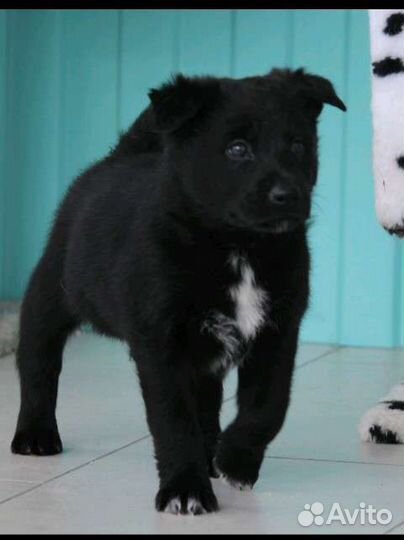 Щенок в добрые руки