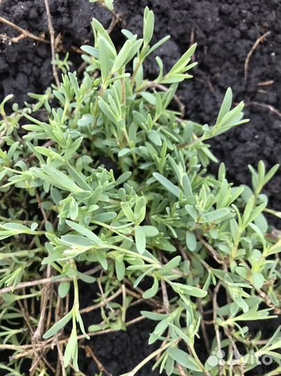 Многолетник