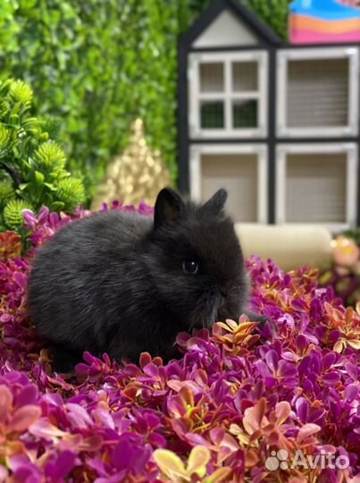 Кролик цветной карлик