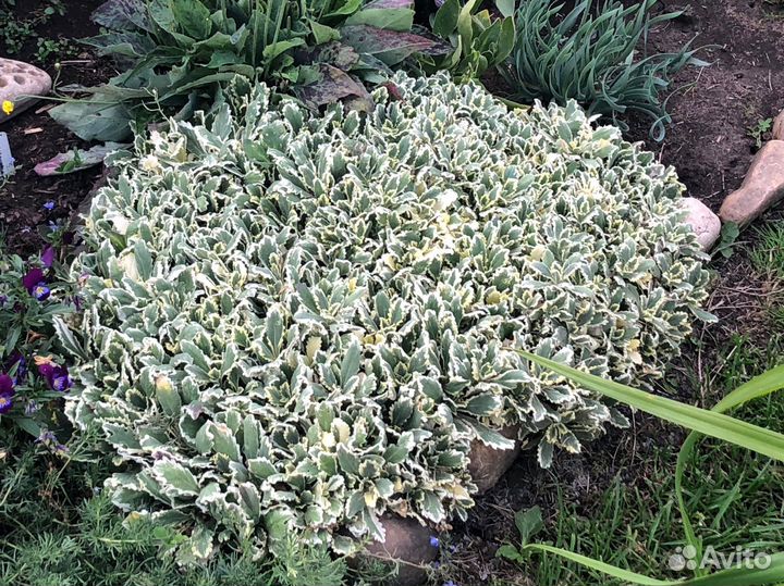 Арабис пестролистный