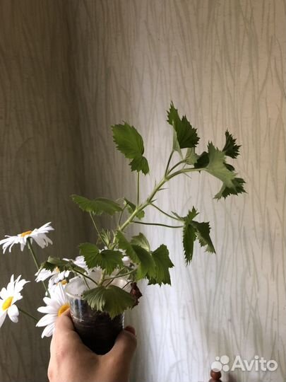 Пеларгония герань