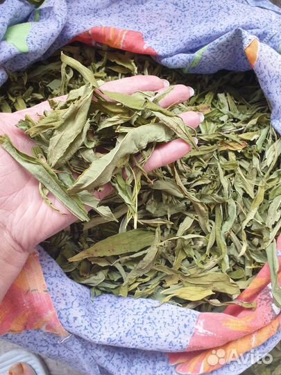 Иван чай, сбор 2023