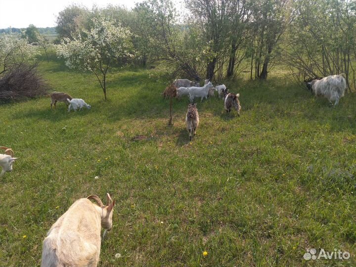 Продам козлят