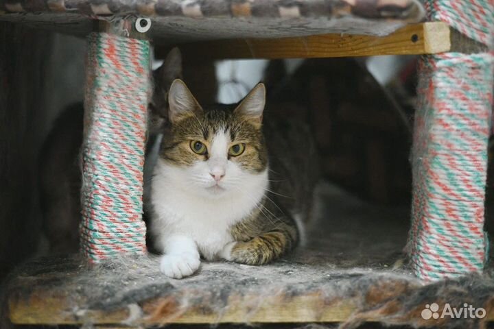 Ласковый котомальчишка Сержик