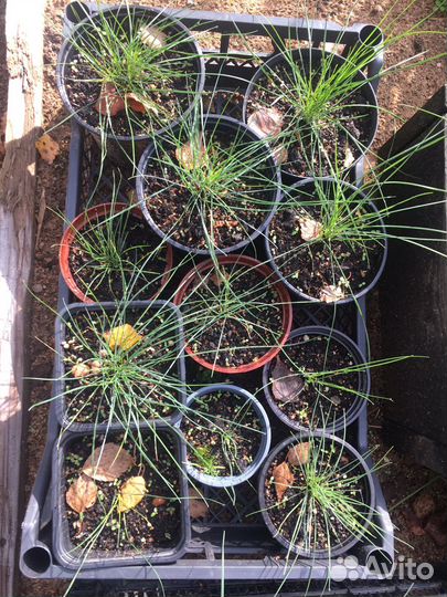 Овсяница сизая