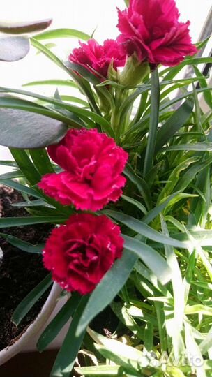 Гвоздика многолетняя