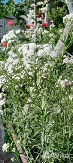 Тысячелистник птармика