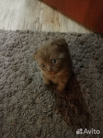 Шотландская