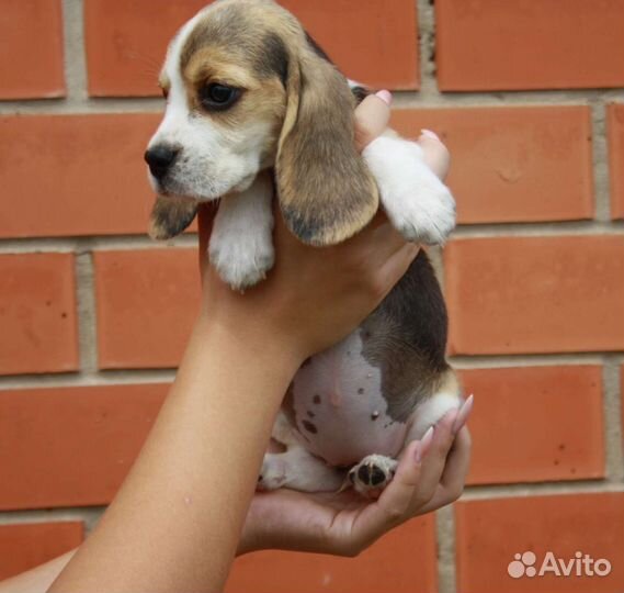 Щенки бигль