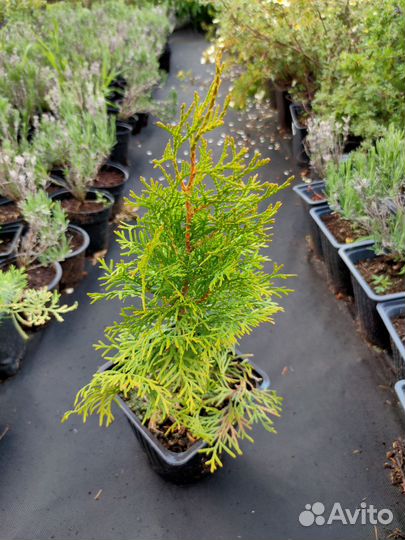 Туя Смарагд