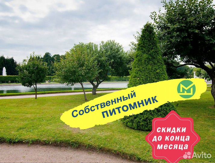Туя