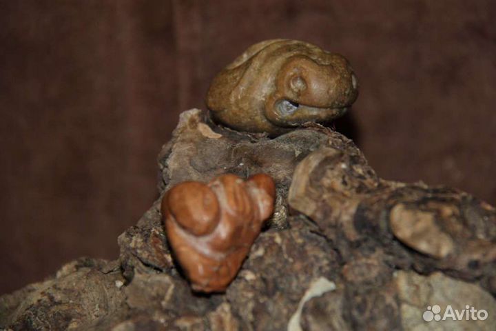 Головастик. Перворыб. Нэцкэ из камня