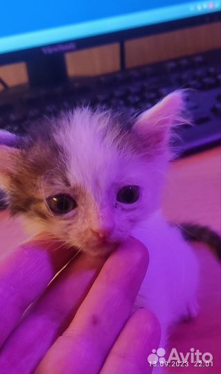 Котёнок в добрые руки