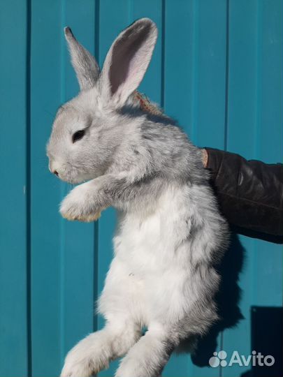 Продам кроликов мясных пород, возраст разный