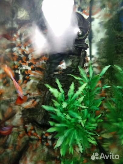 Аквариумные рыбки гуппи