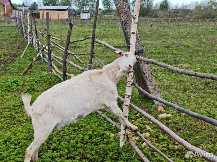 Продукты из козьего молока