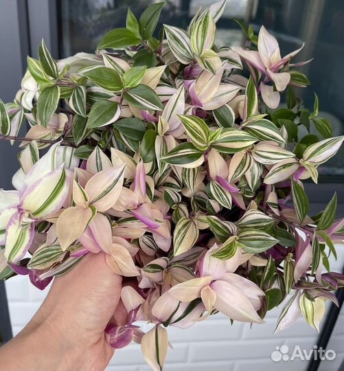 Традесканции 15 сортов