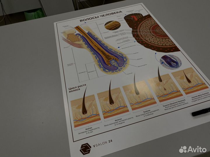 Плакат «Волосы человека»