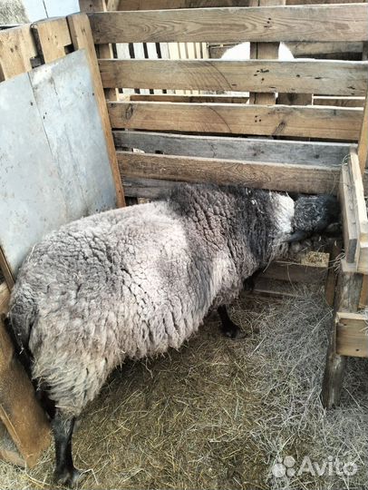 Бараны романовские