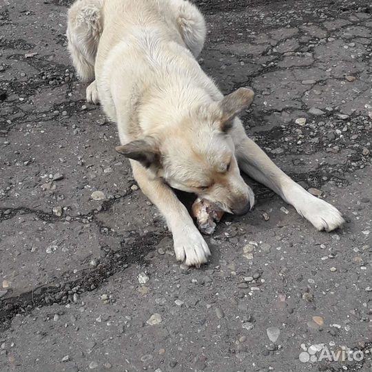 Собаки