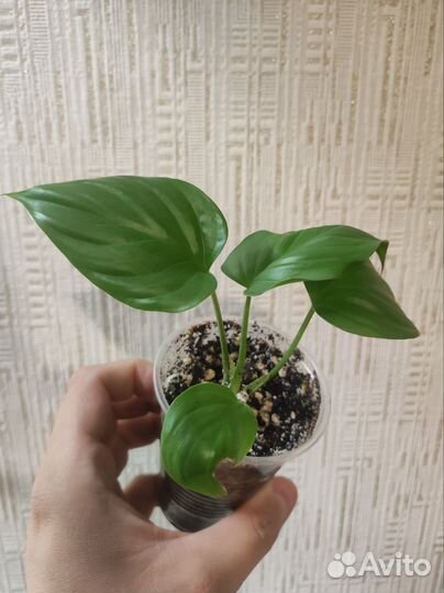 Хомаломена рубесценс