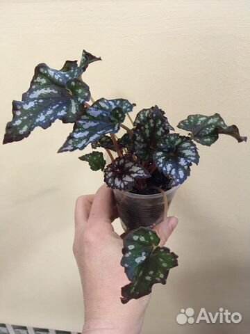 Продам цветы комнатные