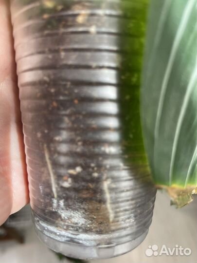 Маранта сильвер бэнд