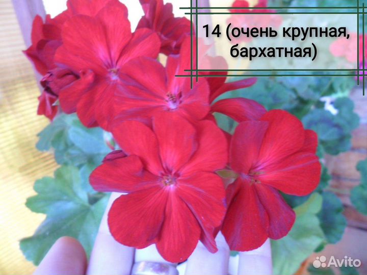 Пеларгонии