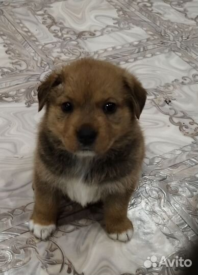 Собака в добрые руки отдам бесплатно