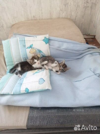 Котята в добрые руки даром