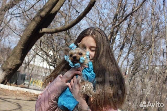 Йоркширский терьер мини вязка