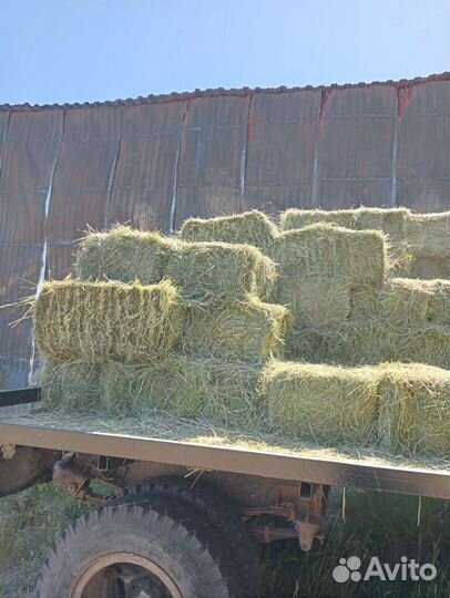 Свежее сено 2023 года