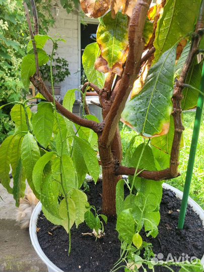 Дерево манго