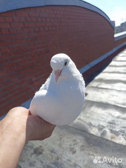 Голуби красавица