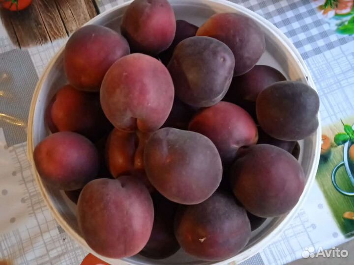 Абрикос Чёрный принц