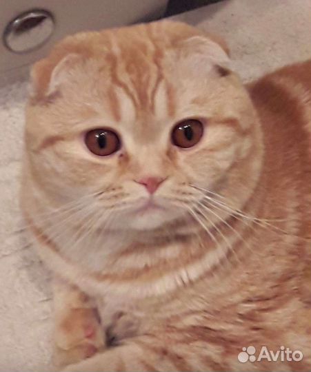 Вязка с котиком шотландской породы(вислоухий)