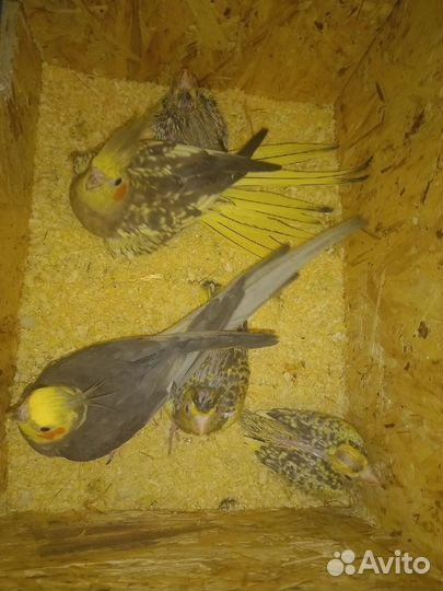 Попугай корелла пара