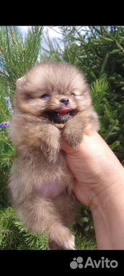 Щенки Карликового Померанского - шпица