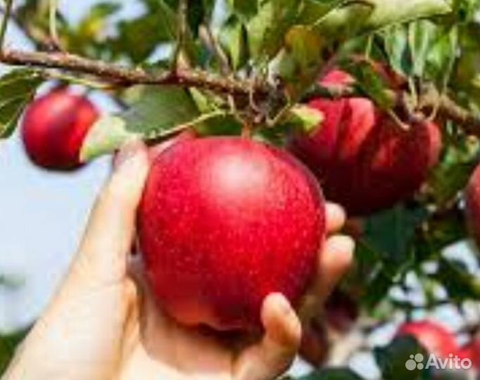 Сборщик яблок