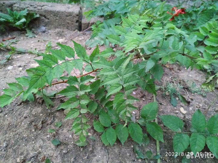 Рассада текомы (кампсис)