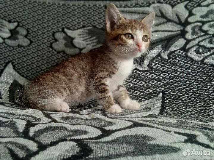 Котята в дар