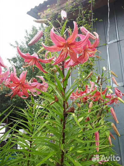 Лилии сортовые луковицы