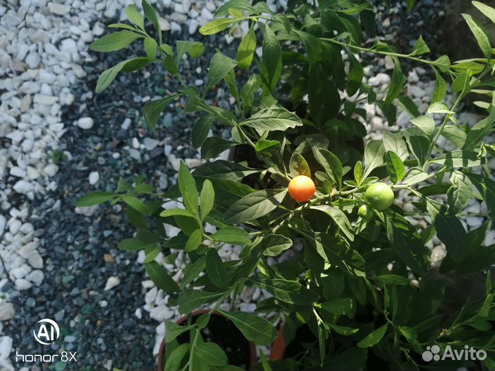 Соланум паслен комнатное растение