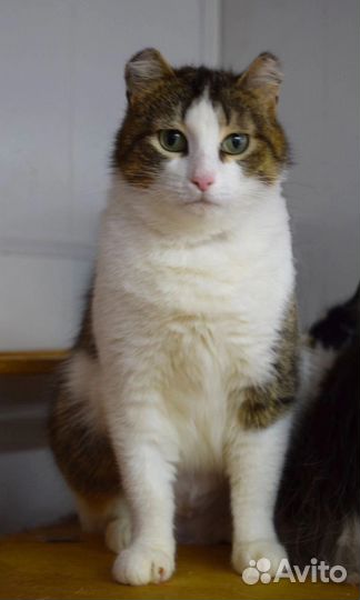 Кошка