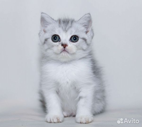 Шотландская зеленоглазая девочка