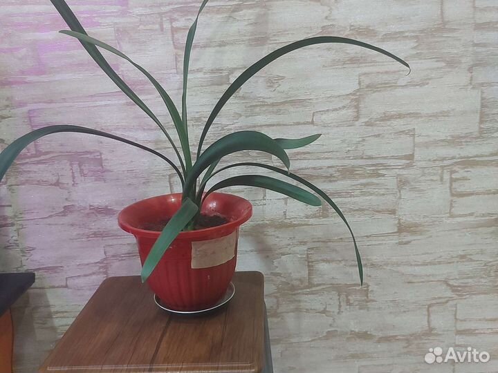 Комнатные цветы кливия