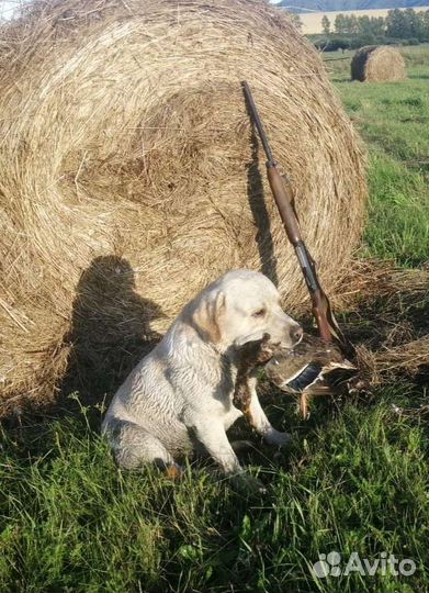Кобель лабрадор для вязки