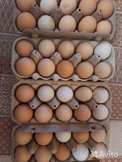 Инкубационное яйцо